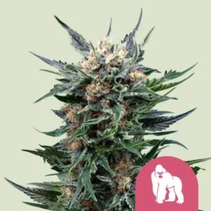 A Royal Gorilla Strain cannabis plant with dense buds is shown, featuring frosty trichomes and vibrant green leaves. A pink gorilla icon is displayed in the lower corner against a plain background.