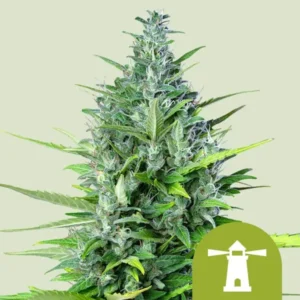 A lush Royal Haze Auto Strain cannabis plant stands with dense, green leaves and buds. A lighthouse symbol is in the lower right corner on a light green backdrop.