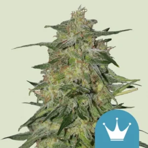 Royal Highness CBD Strain Cannabis plant covered in trichomes, standing upright with dense foliage and visible orange pistils, set against a light background. A blue icon with a white crown is at the bottom.