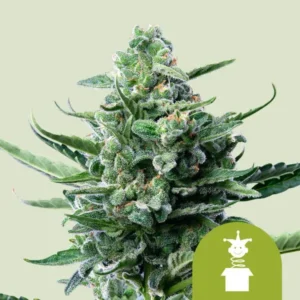 A dense Royal Jack Auto Strain cannabis bud covered in trichomes is featured prominently, surrounded by green leaves. A small green icon with a jester hat adds context to the lower corner.
