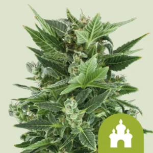 A Royal Kush Auto Strain cannabis plant has frosty green leaves and budding flowers, growing against a light background. A green icon with a stylized dome shape appears in the corner.