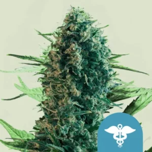 A dense, mature Royal Medic CBD Strain cannabis bud stands vertically, covered in trichomes, surrounded by green leaves. A medical symbol is present in the lower right corner on a blue background.