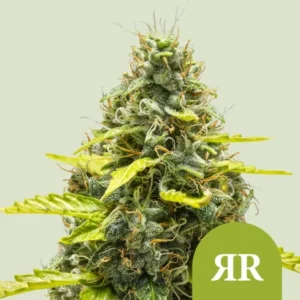 A frosty Royal Runtz Auto Strain cannabis bud covered in white trichomes stands upright with vivid green leaves, set against a pale background. A rectangular green logo contains stylized white letters "RR" in the corner.