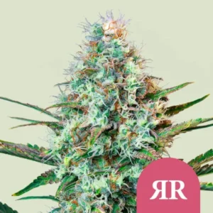 Royal Runtz Strain Cannabis bud with trichomes and pistils displayed prominently, set against a light green background; pink icon with stylized “RR” in front.
