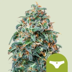 A dense Sherbet Queen Auto Strain cannabis bud covered in frosty trichomes and orange hairs is prominently displayed against a neutral background; a green overlay in the corner shows white underwear with a heart.