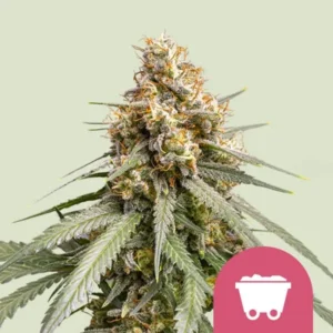 A dense Shining Silver Haze Strain cannabis bud with frosty trichomes and orange hairs sits prominently, surrounded by green leaves. A pink icon with a cart containing goods is in the bottom corner.