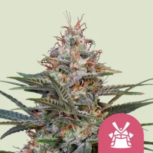 A dense Shogun Strain cannabis flower, coated in crystals and orange hairs, stands prominently against a pale background. In the lower right corner, a pink icon resembles a stylized suit of armor.