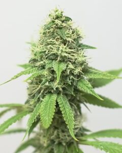 A Acapulco Gold Cannabis Seeds cannabis plant with dense buds covered in white trichomes and surrounded by vibrant green leaves, standing against a plain white background.
