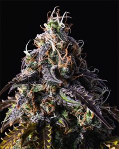 A Blue Dream Seeds cannabis bud glistens with trichomes and orange pistils, displayed prominently against a dark background, highlighting its intricate textures and vivid colors.