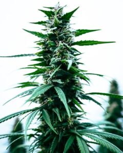 A tall, green Durban Poison Seeds cannabis plant with serrated leaves and dense buds grows upright against a plain, light background, highlighting its detailed texture and vibrant colors.