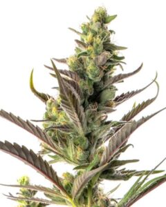 A Colombian Gold Autoflowering Seeds cannabis plant features dense buds with visible trichomes and broad, serrated leaves, standing against a plain white background.