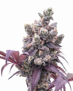 A dense cluster of Corleone Kush Autoflowering Seeds cannabis buds covered in frosty trichomes stands upright, surrounded by deep purple leaves, set against a plain white background.