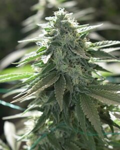 A Do Si Dos Autoflowering Seeds cannabis plant stands upright, displaying dense clusters of green leaves and bud formations, surrounded by blurred greenery in the background, highlighting its natural outdoor environment.
