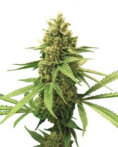 A GG Autoflowering cannabis plant stands upright with dense, spiky green buds covered in fine hairs, surrounded by slender, serrated leaves, set against a plain white background.