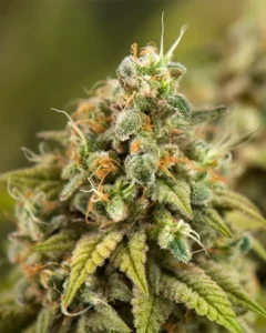 A Jamaican Dream Autoflowering Seeds cannabis plant with dense, trichome-covered buds is growing, surrounded by a soft-focus green background.