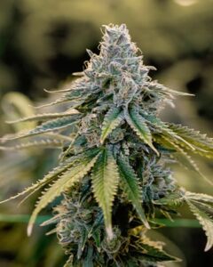 A dense, green Master Yoda Autoflowering cannabis bud with pointed leaves, dusted with trichomes, standing upright. It is surrounded by a blurred, leafy background, indicating a natural growth setting.