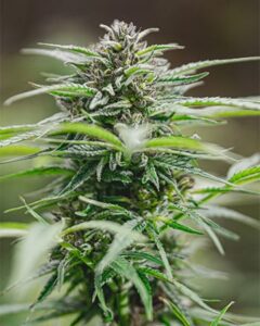 A mature Peanut Butter Breath Autoflowering cannabis plant stands upright, displaying dense green buds surrounded by slender leaves, in an outdoor setting with a blurred background.