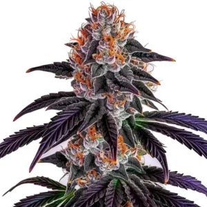 A Sirius Black Strain cannabis bud, covered in frosty trichomes and vibrant orange pistils, stands prominently against a white background, showcasing its dark green and purple leaves.