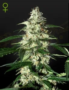 A dense Skunk Auto Strain cannabis plant, covered in white trichomes and green leaves, stands against a dark background. A green female symbol appears in the top left corner.
