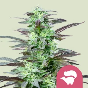 A Skunk XL Strain cannabis plant stands with lush green leaves and budding flowers, surrounded by a neutral background. A white skunk silhouette is featured on a pink circular emblem in the corner.