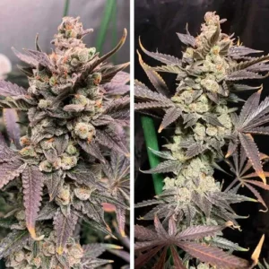 Dense Skywalker Haze cannabis buds with purple-tinted leaves grow upward, covered in trichomes. They are supported by vertical green stems, positioned against a dark background.