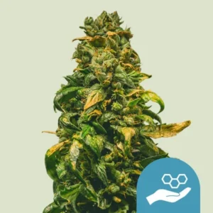 A dense, leafy Solomatic Strain cannabis flower with green and brown tones stands upright against a light green background. In the lower right corner, a blue icon shows a hand holding a molecular structure.