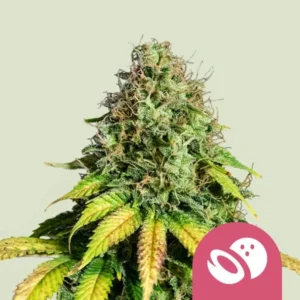 A Somango XL Strain cannabis plant stands upright with dense, frosty buds and green-yellow leaves, set against a plain background. A pink icon with seed symbols appears in the lower right corner.