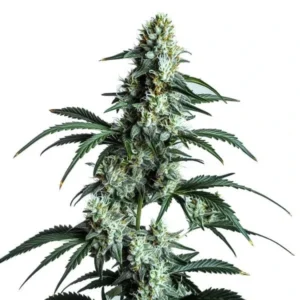 A Sour Diesel Strain cannabis plant stands tall with dense, frosty buds and elongated serrated leaves, set against a plain white background.