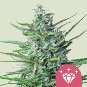 Special Kush Strain Cannabis plant with dense, frosty buds covered in trichomes, set against a light background. A pink icon featuring a diamond and sparkles appears in the bottom corner.