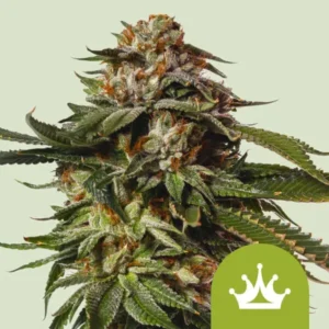 A Special Queen Auto Strain cannabis plant displays dense, trichome-covered buds with jagged leaves; a white crown icon appears on a green circle in the bottom right corner against a light background.