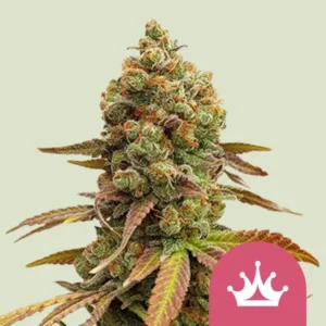 A dense, colorful Special Queen Strain cannabis bud displays vibrant green and orange hues with surrounding leaves. A pink circle featuring a white crown icon appears in the lower right corner against a plain background.