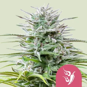 A dense Speedy Chile Fast Strain cannabis plant with frosty trichomes stands upright, surrounded by narrow spiky leaves, set against a plain light background. A pink chili pepper icon is at the bottom right.