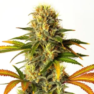 Steve’s Hellfire OG cannabis strain with a tall resinous cola, frosty buds, orange pistils, and green leaves with amber tones.