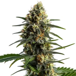 A mature Stoned Panda Strain cannabis plant features dense clusters of flowers covered in trichomes, with elongated green leaves, set against a plain white background.