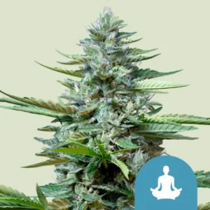 A dense Stress Killer CBD Strain cannabis bud covered in trichomes stands upright, surrounded by serrated green leaves. In the lower right corner, a blue icon shows a person meditating.