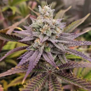 A dense, purple-tinged Sugar Bomb Punch cannabis flower blooms, surrounded by jagged green and purple leaves, set against a blurred natural background.