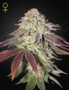 A dense Sugarlato Auto Strain cannabis bud covered in frosty trichomes, displaying purple and green leaves, stands against a dark background. A green female symbol is in the top left corner.