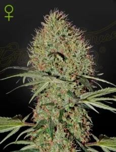 A dense Super Bud Auto Strain cannabis bud with visible trichomes and pistils stands upright against a dark background, surrounded by slender leaves, with a female symbol in the top left corner.