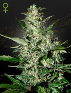 A frosty Super Critical Auto Strain cannabis plant stands tall, with densely packed buds and vibrant green leaves, against a dark background featuring faint decorative text. A female symbol is visible in the top corner.