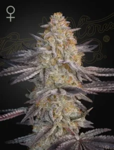 A frosty Super Lemon Haze x RS11 Strain cannabis bud with purple-hued leaves stands prominently against a dark background. A female gender symbol and "Green House" logo are visible in the upper corners.
