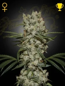 A large, dense Super Silver Haze Strain cannabis plant covered in white crystals stands against a dark background, surrounded by green leaves. Symbols of a trophy and female sign appear above it.
