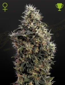 A dense, flowering Sweet Mango Auto Strain cannabis plant stands tall against a dark background, with vibrant green leaves and white trichomes. Green female and trophy symbols are displayed above it.