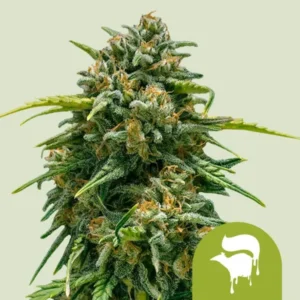 A dense Sweet Skunk Auto Strain cannabis bud, covered in frosty trichomes, is surrounded by slender green leaves. In the bottom right corner, a white logo featuring a skunk on a green background.