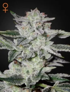 Frost-covered Sweet Valley Kush Strain cannabis bud stands upright, showcasing dense trichomes with spiky green leaves projecting. Set against a dark background, a small orange female symbol appears in the top left corner.