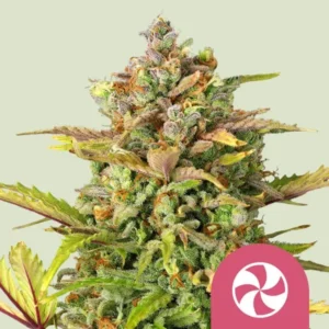 A large, dense Sweet ZZ Strain cannabis bud with colorful leaves displays frosty trichomes in a minimalist setting. A pink swirl icon is visible in the bottom right corner.