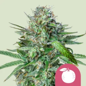 Tangie Strain Cannabis plant, dense with trichomes and vibrant green leaves, stands upright against a light background; a small pink icon of a stylized peach is at the bottom right.