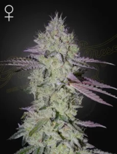 A flowering Tarte Tatin Strain cannabis plant stands upright, displaying frosty trichomes and purple-tinged leaves against a dark background, with a female symbol in the top left corner.