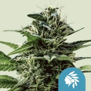 A Tatanka Pure CBD Strain cannabis plant covered in trichomes stands prominently, surrounded by green leaves. In the bottom right corner, there's a blue icon featuring a white silhouette of a face with feathers.