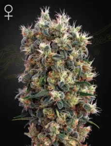 A dense The Church Strain cannabis bud displays vibrant green leaves and pistils under light, surrounded by a black background. The top left corner has a female symbol.