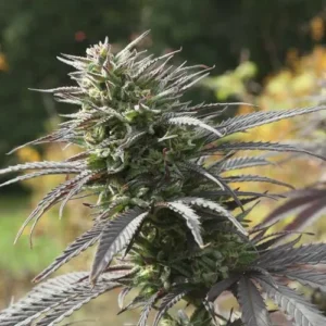 Think Fast Cannabis plant with dense, frosty buds and long, pointed leaves in shades of green and purple, standing upright outdoors amidst blurred greenery.